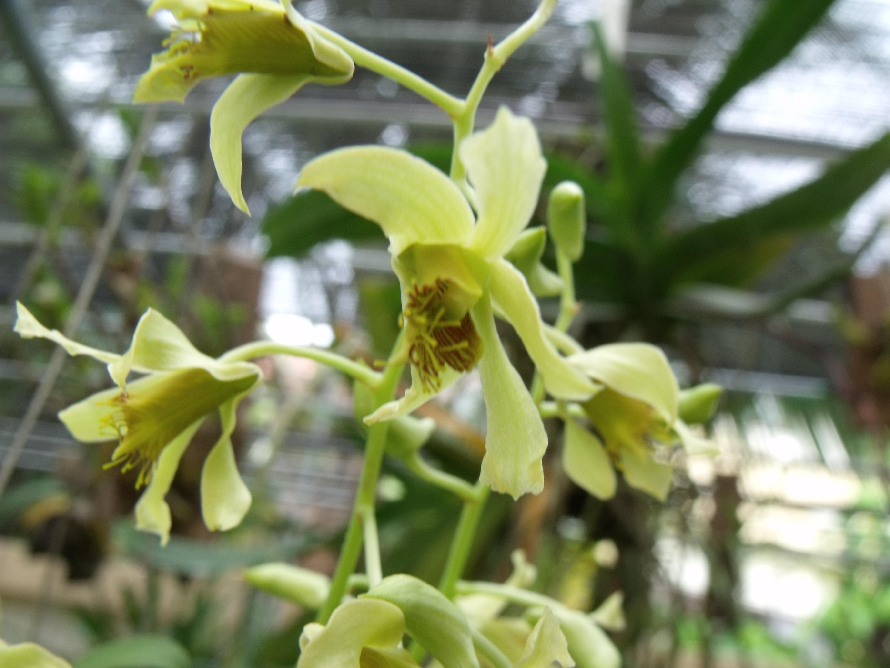 http://www.pflanzenfreunde.com/orchideenalbum/dendrobium-venustum.jpg