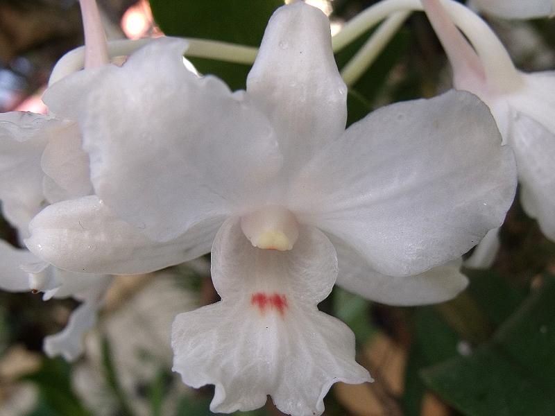 http://www.pflanzenfreunde.com/orchideenalbum/dendrobium-virgineum-s.jpg