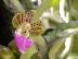 Peleatantheria insectiflora