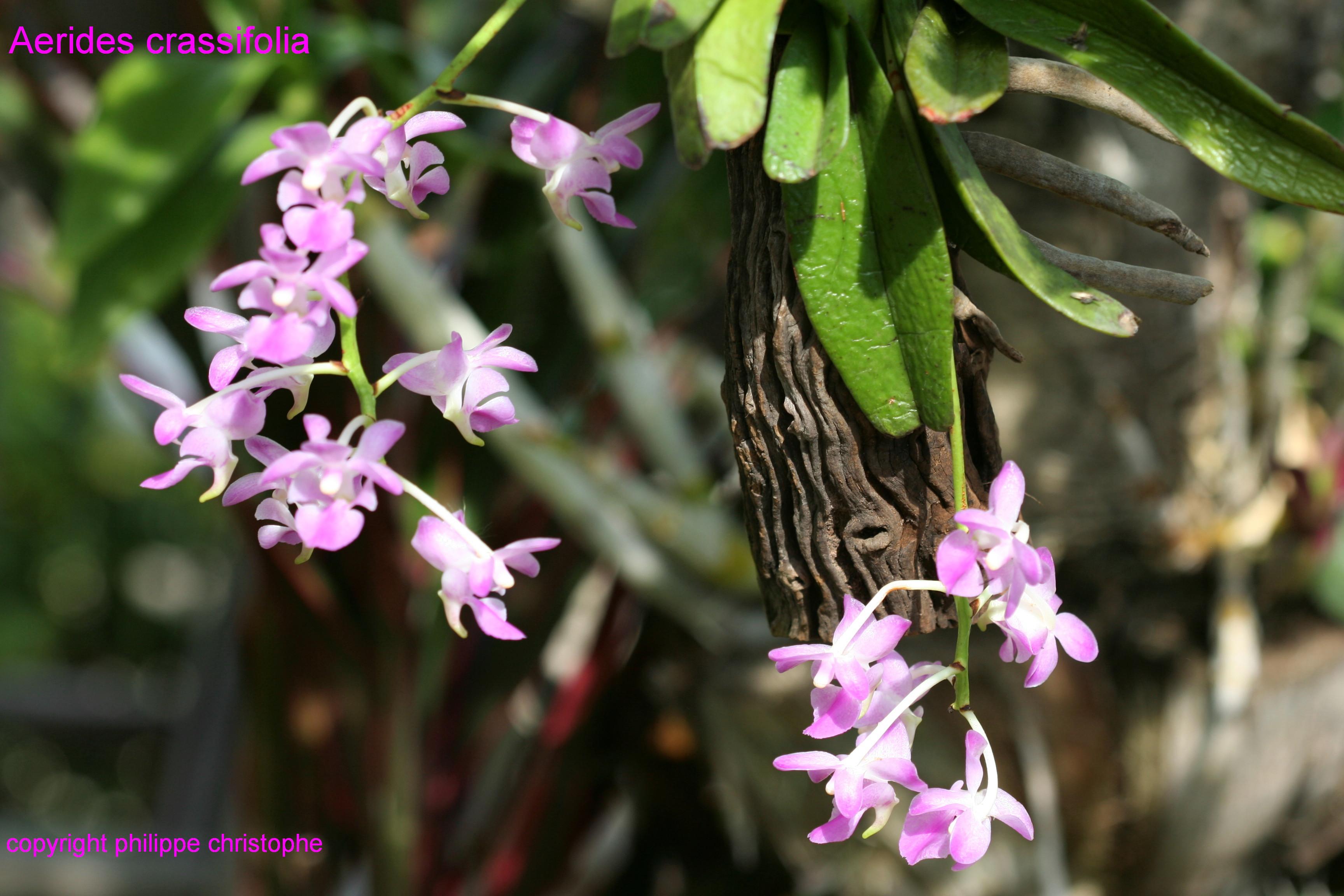 http://www.pflanzenfreunde.com/orchideenbilder-7/aerides-crassifolia.jpg