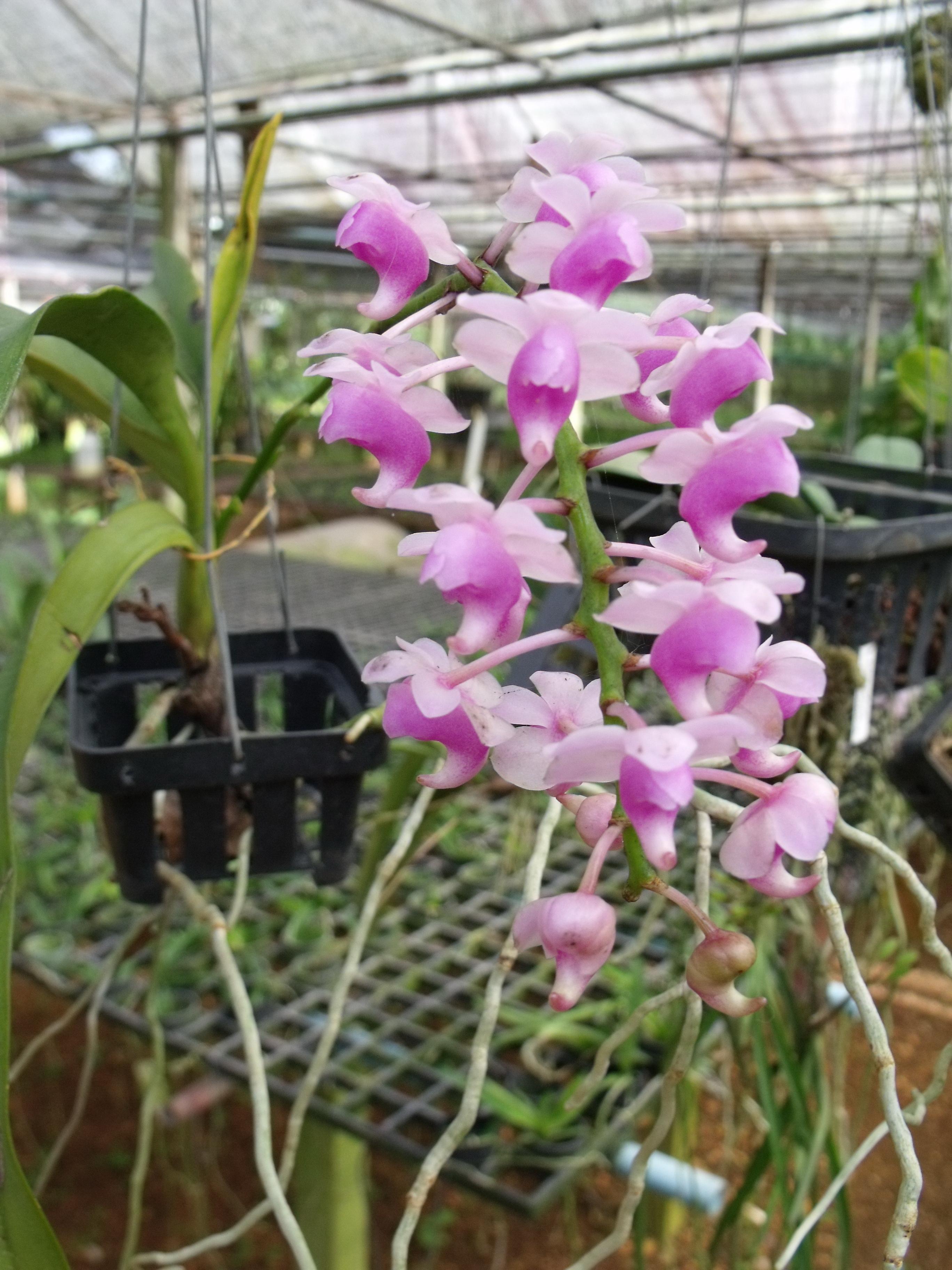 http://www.pflanzenfreunde.com/orchideenbilder-7/aerides-lawrenciae.jpg