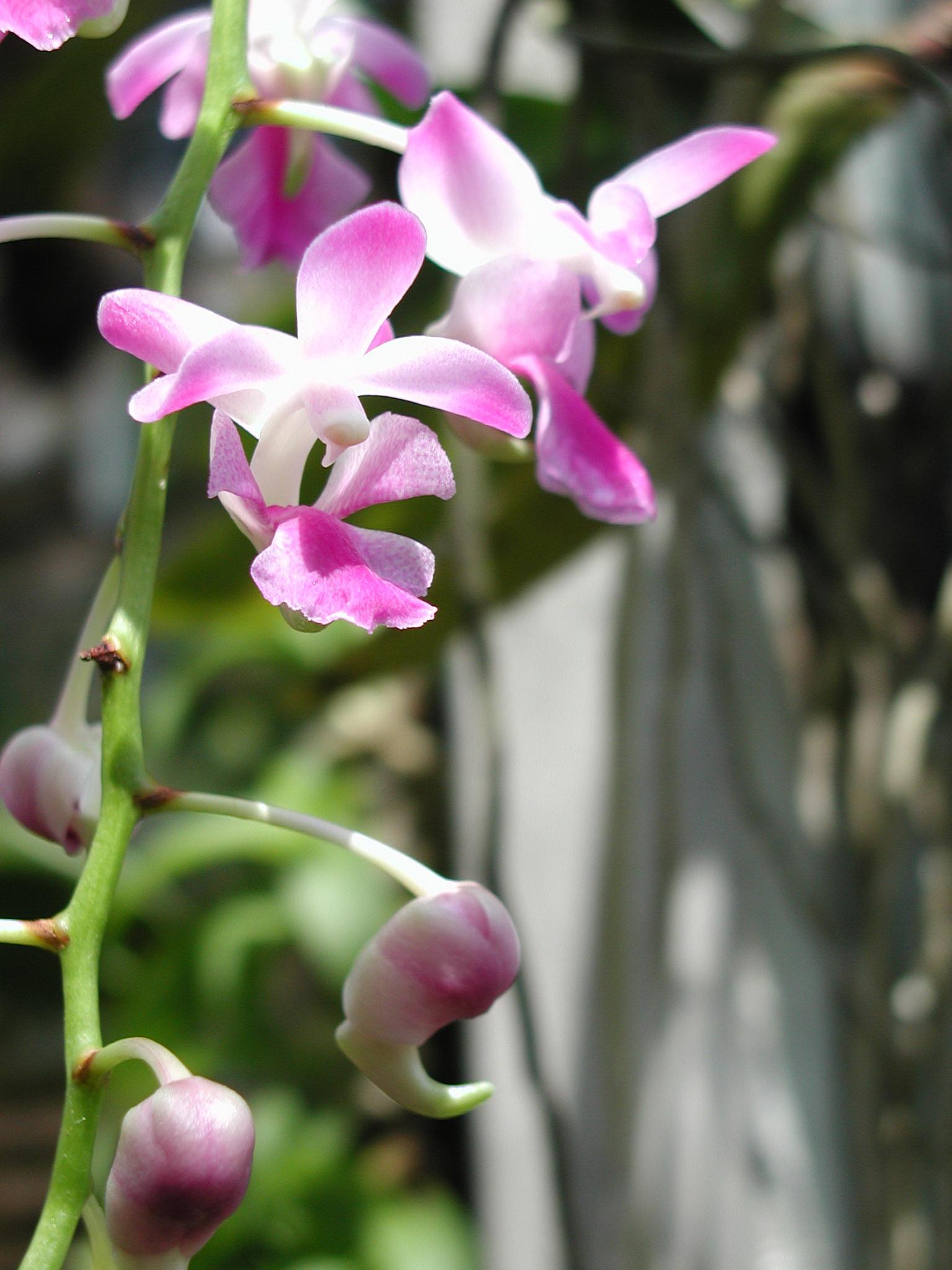 http://www.pflanzenfreunde.com/orchideenbilder/aerides-crassifolia.jpg