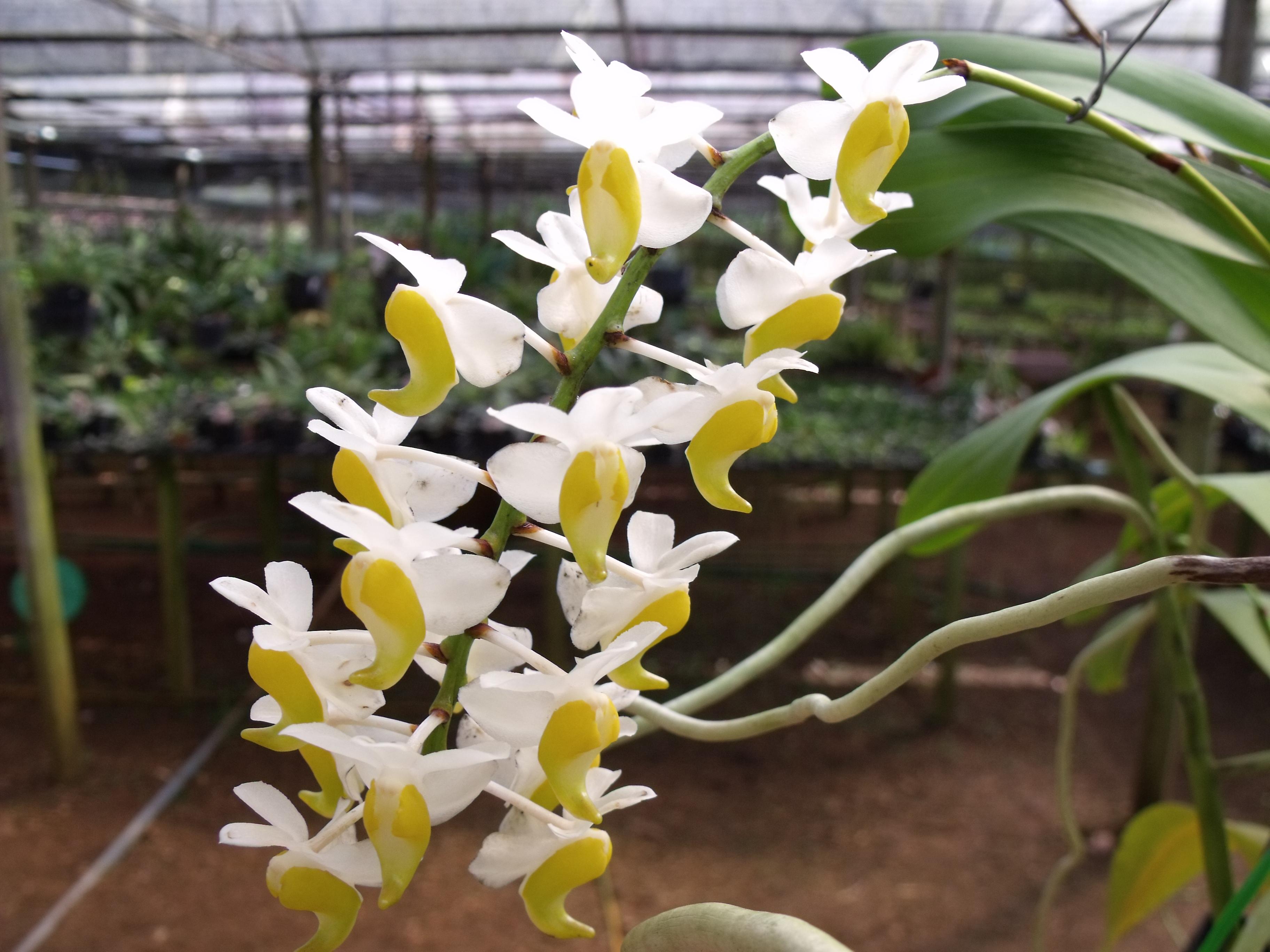 http://www.pflanzenfreunde.com/orchideenbilder/aerides-odorata-alba.jpg