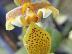 Bulbophyllum monanthum