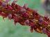 Bulbophyllum propinquum