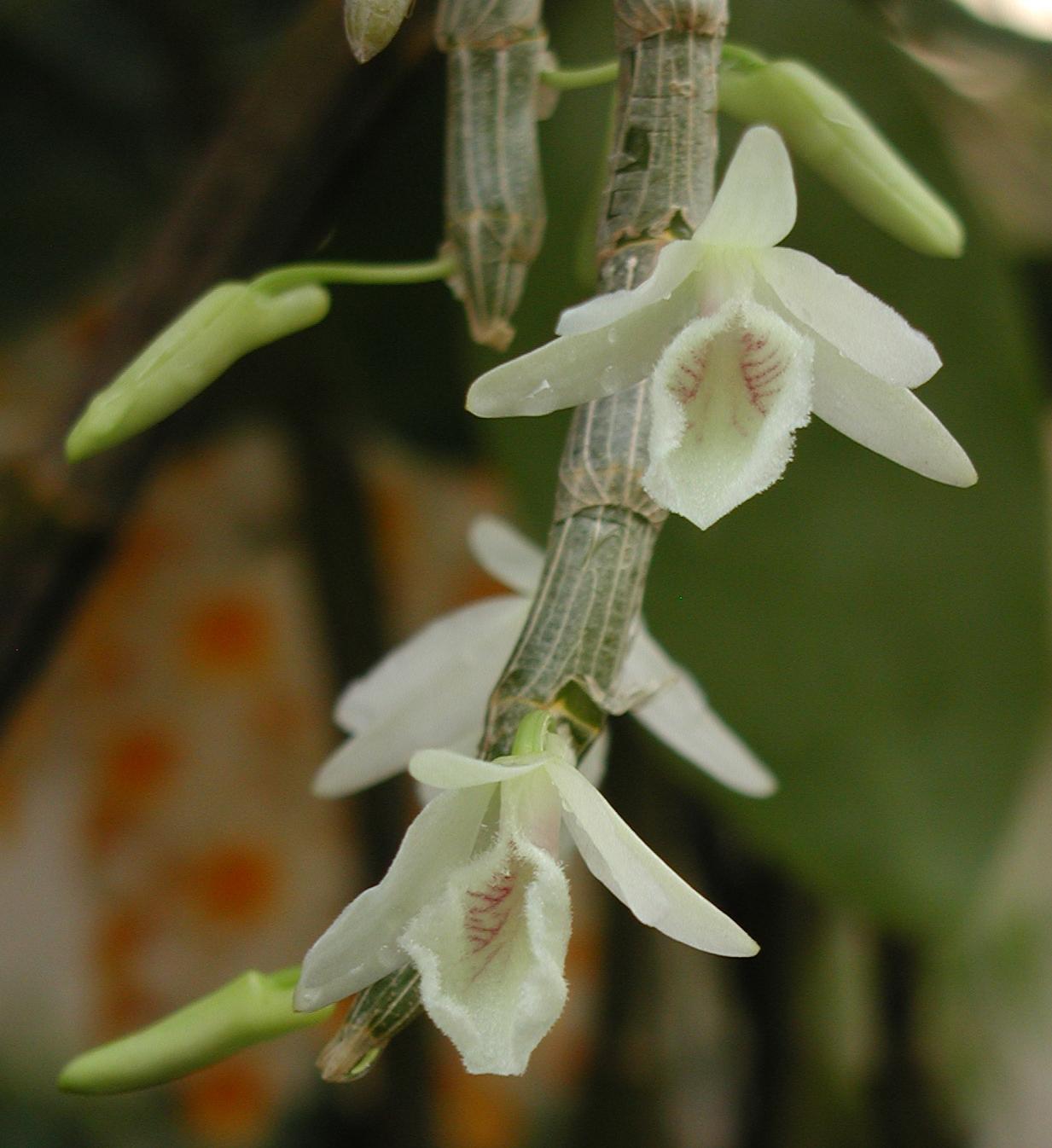 http://www.pflanzenfreunde.com/orchideenfotos/dendrobium-cretaceum.jpg