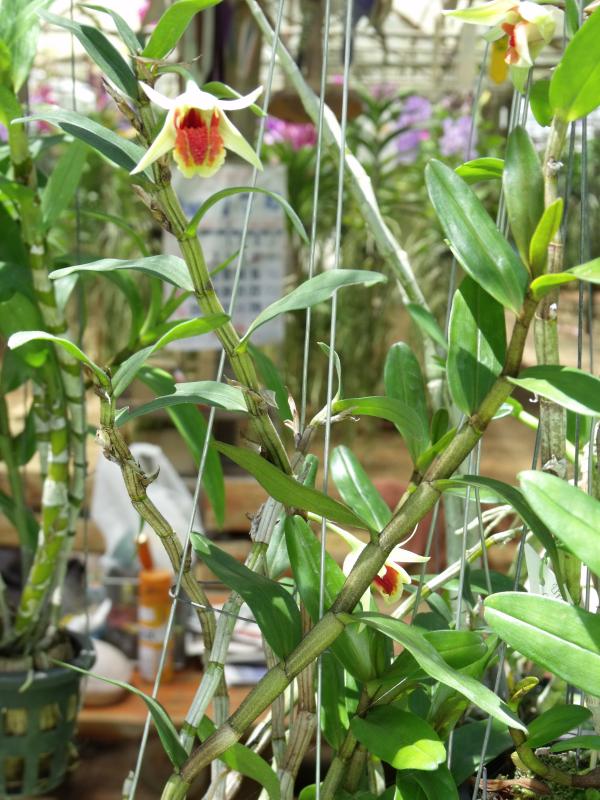http://www.pflanzenfreunde.com/orchideenfotos/dendrobium-cruentum-s.jpg