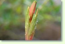 Tulipa aucheriana