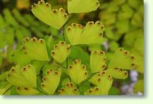 Farne: Frauenhaarfarn / Adiantum, Pflegeanleitung