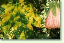 Zimmerahorn abutilon