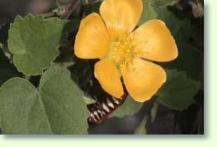 Zimmerahorn abutilon