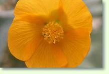Zum vergrößern klicken abutilon