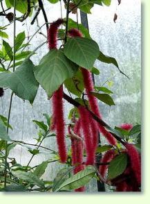 Katzenschw�nzchen Acalypha