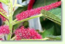 Katzenschw�nzchen Acalypha hispida
