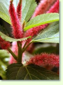 Katzenschw�nzchen Acalypha hispida
