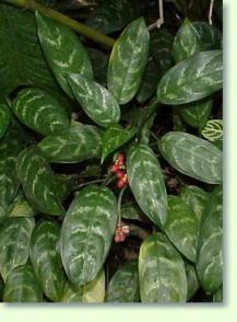 Aglaonema 