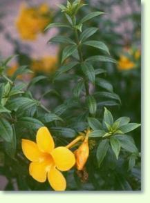 Allamanda cathartica
