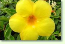 Dschungelglocken Allamanda / Kletterpflanze