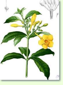 Allamanda cathartica