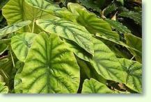 Alocasia