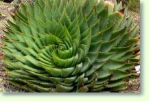 Zum vergrößern klicken Kulturanleitung der Aloe