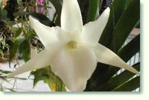 Angraecum / Orchideen