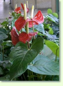 Anthurium andraeanum