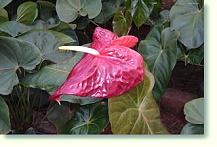 Anthurium