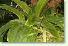 Anthurium hookeri