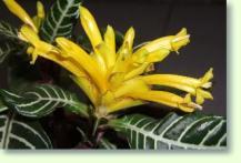 Glanzk�lbchen Aphelandra