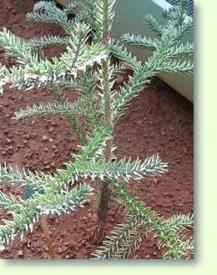 Zimmertanne Araucaria montana