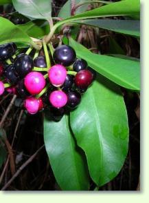 Ardisia elliptica