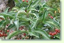 Ardisia