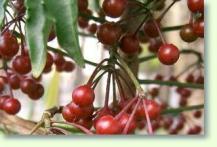 Ardisia