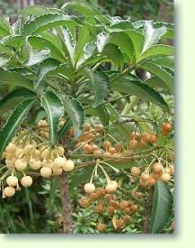 Ardisia crenata