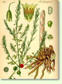 Asparagus officinalis