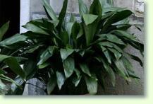 Metzgerpalme Aspidistra