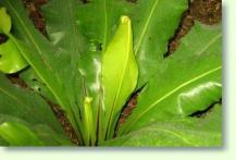 Streifenfarn Asplenium