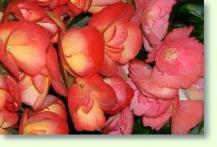 Begonia