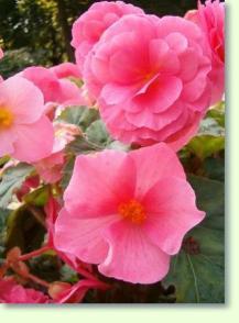 Begonia x tuberhybrida