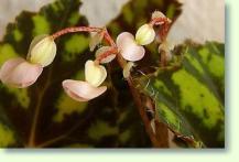 Begonia bowerae
