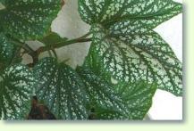 Begonia coralina