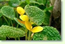 Begonia