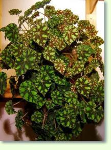 Begonia