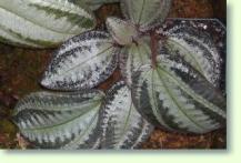 Bertolonia