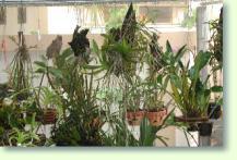Orchideen automatisch bewaessern
