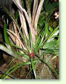 Billbergia Pflege