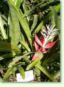 Billbergia macrocalyx