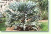 Hesperidenpalme