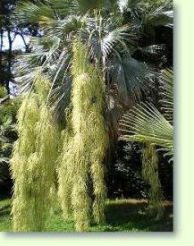 Hesperidenpalme